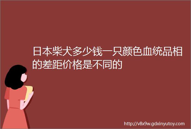 日本柴犬多少钱一只颜色血统品相的差距价格是不同的